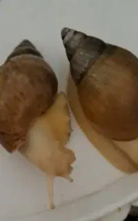 حلزون