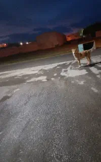 سگ گله