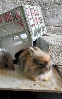 خرگوش لپ جرسی
