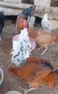 خروس