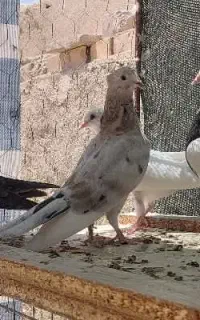 پرنده کفتر گمشده
