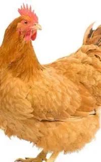 دو تا مرغ تخم گذار آلیام
