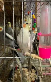 عروس هلندی