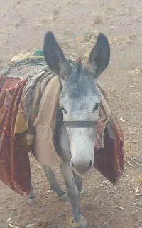 کره خر گله ی جوان