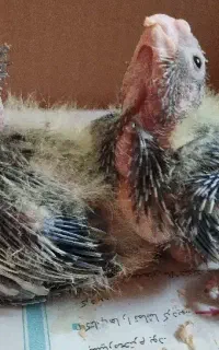جوجه عروس