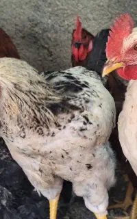 خروس جوان ۱۲ عدد