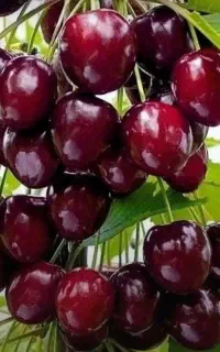 نهال گیلاس تکدانه  انگور صنوبر نیگرا وزیتون پسته