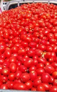 خریدار گوجه ربی فله بدون سبد