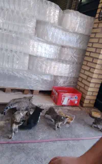 واگذاری گربه