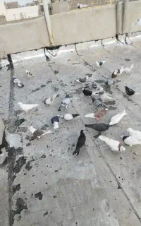 فروش بوم کامل کبوتر