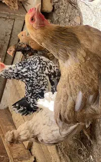 مرغ برهما سلطان گلین