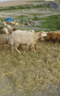قوچ مغانی اصیل