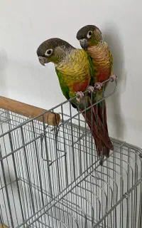 جفت گیرینچیک مولد به شرط