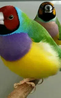 فنچ گلدین