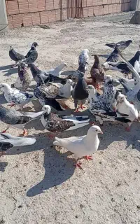 کبوتر پرشی