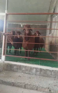 بره نر ۶ راس