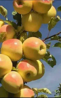 نمایندگی رسمی کود ارگانیک در استان (پیرمرادیان)