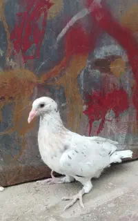 کبوتر کفتر کله سار دم سفید