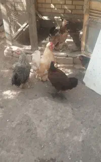 مرغ فروشی