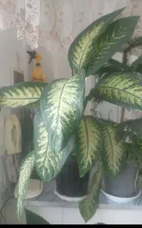 دیفن