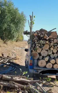 چوب خریده انواعه تخته تیر و درخت باغات و غیره