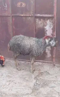 دو عدد بره ماده یا گوسفند داشتی پروارری