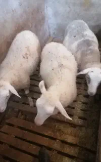بره ماده رومن