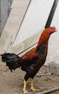 تخم دروگه لاری