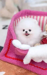 پشمک