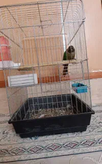 گرینچیک سخنگو