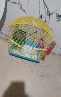 قفس مرغ عشق