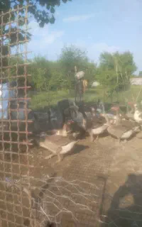 غاز محلی تخمگذار و گوشتی معاوضه با بره یا گوسفند