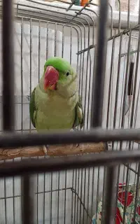 جوجه شاه طوطی نر