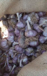 سیر بذری