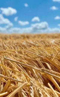 فروش کاه گندم روستای اسلام آباد