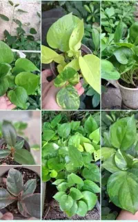 گل آپارتمانی و بیرونی