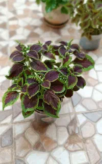 گل طبیعی کاملا سالم
