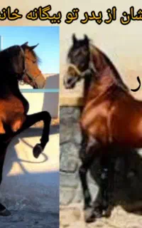 اسب