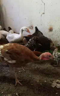 بوقلمون ۵و۶ماهه