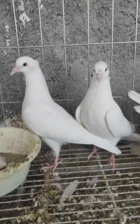 جوجه سفید از نژاد طوقی(پدر و مادر طوقی)