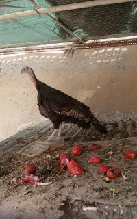 بوقلمون ماده تخم گذاری  یک ساله