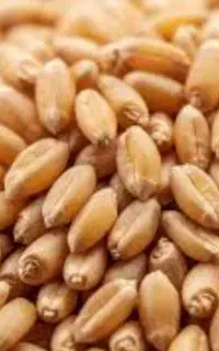 گندم دو تن