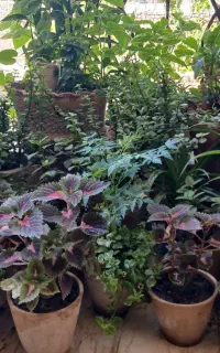 انواع گل، کاکتوس و نهال