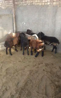 9راس بره نره سبک