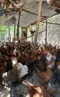 حراج مرغ گلپایگانی