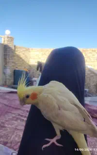 عروس هلندی گمشده ، مژدگانی