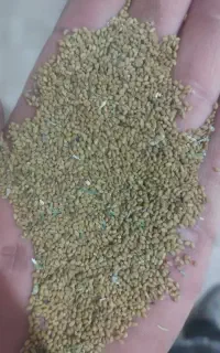 بذر یونجه جیا