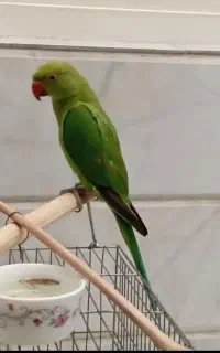 طوطی ملنگو جوجه 5ماهه نرو ماده جوانه
