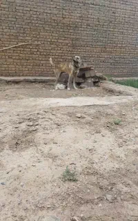 سگ خوب