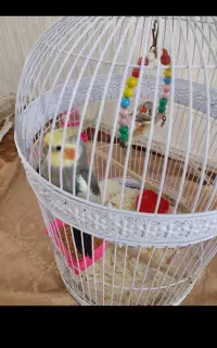 عروس هلندی گم شده